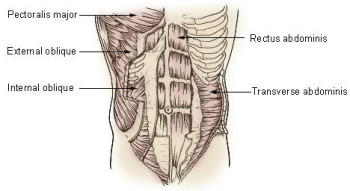 Transverse Abdominis