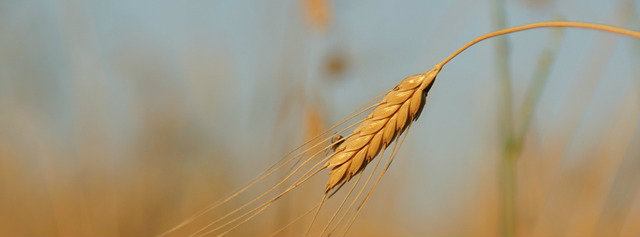 The problem with wheat