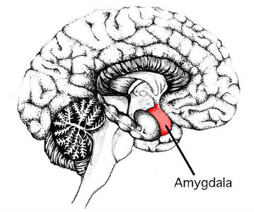 Brain during meditation - amygdala