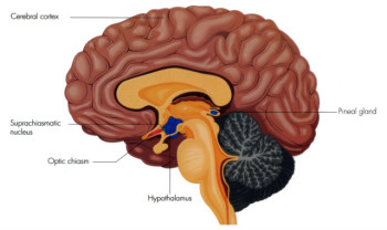 Biology of Sleep