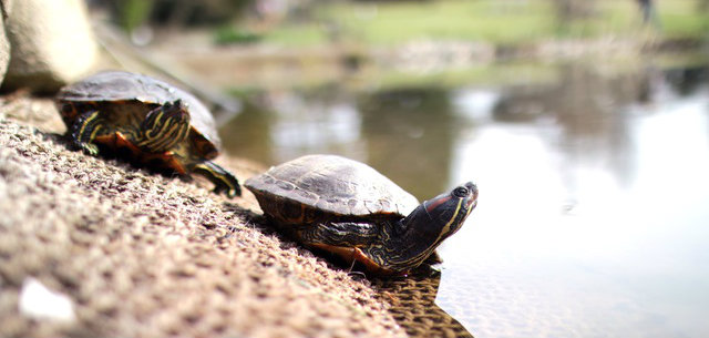 It's Okay to Be the Turtle: How to Win Big by Going Small