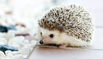 How to Find Fulfillment and Happiness: Identify Your Hedgehog