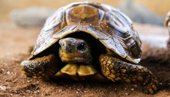 It's Okay to Be the Turtle: How to Win Big by Going Small