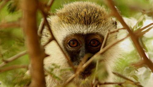 The Chaos Monkey: How to Improve Your Life Through Failure