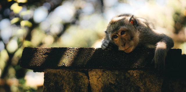 The Chaos Monkey: How to Improve Your Life Through Failure