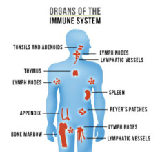 How to Use Lifestyle Habits to Boost Your Immune System