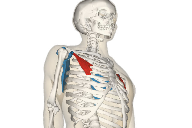 What You Need to Know About Your Pec Minor, Posture, and Pain