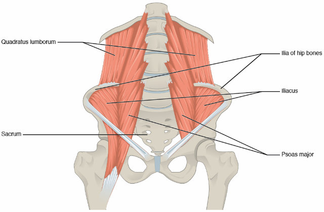 Your Quadratus Lumborum and Back Pain: What You Need to Know