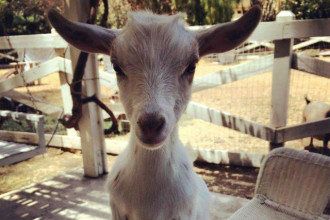 Baby Goat Yoga