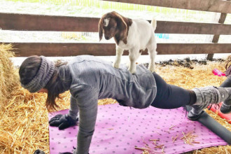 Everything You Need to Know About Baby Goat Yoga