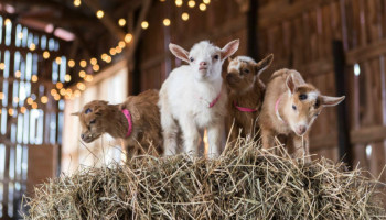 Everything You Need to Know About Baby Goat Yoga