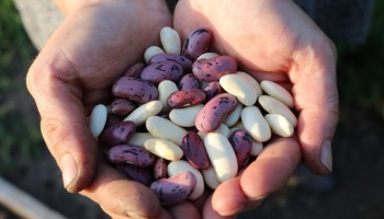 How to Know If Eating Beans Is Right for You