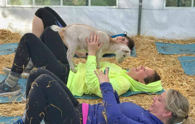 Everything You Need to Know About Baby Goat Yoga