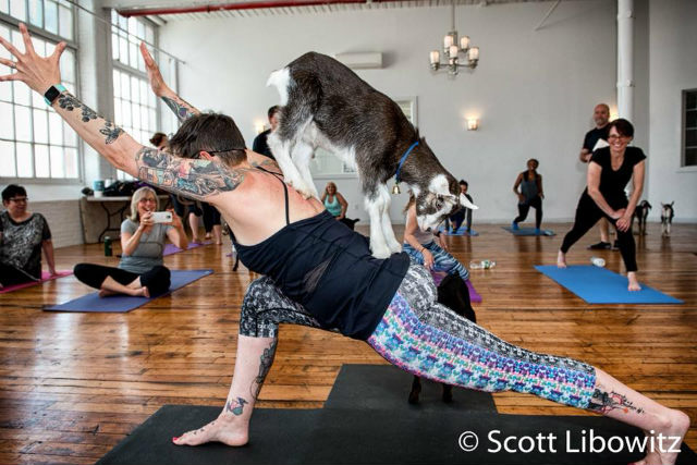 Goat Yoga