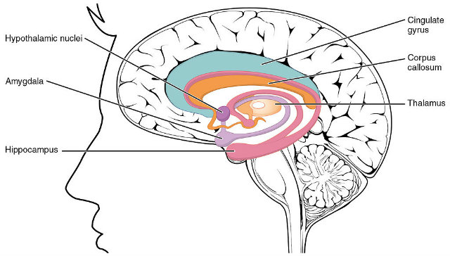 Limbic System