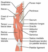 What You Need to Know About Knee Pain and Your Patellar Tendon