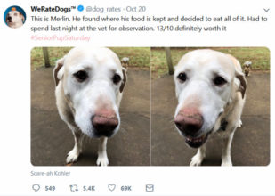 We Rate Dogs Twitter