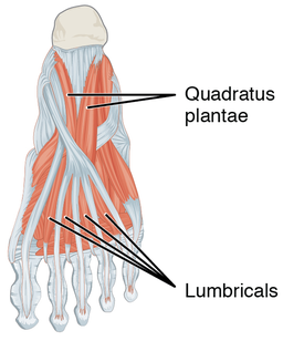 How to Prevent Plantar Fasciitis (and Build Strong Feet)