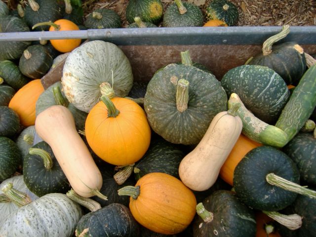 Warming Winter Squash Soup