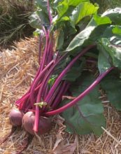 Beets, Beet Greens, and Bacon (or Butter)