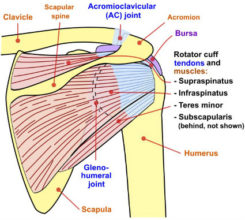 How to Injury Proof Your Rotator Cuff