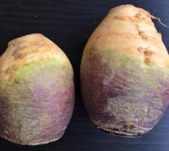 Baked Rosemary and Garlic Rutabaga Fries