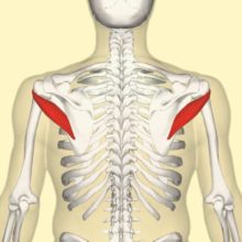 How to Prevent Shoulder Injury (by Mobilizing Your Teres Minor)