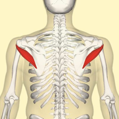 How to Prevent Shoulder Injury (by Mobilizing Your Teres Minor)