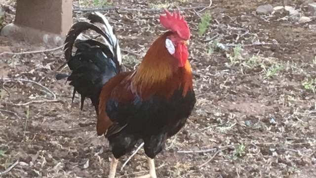 Cowboy Rooster Pico de Gallo